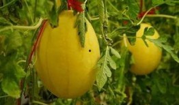 软软吃瓜群,揭秘网络社交圈的趣味与争议