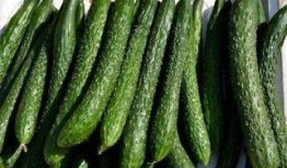 减肥可以吃绞瓜吗,健康美味两不误