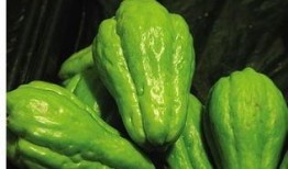 佛手瓜长出黄芽可以吃吗