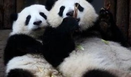 喵酱吃瓜,揭秘娱乐圈那些不为人知的幕后故事