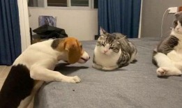 吃瓜群众旁边的人,吃瓜群众视角下的生活百态