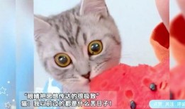 小猫可以吃瓜嘛
