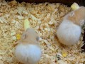 仓鼠吃瓜吃皮,瓜皮也能成为美味佳肴