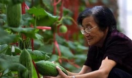 吴明珠自由吃瓜,自由吃瓜，畅享人生百态