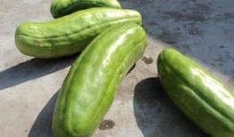 孕妇吃玻璃脆瓜