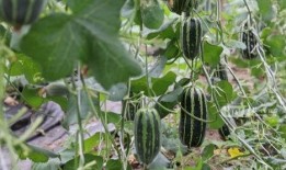 杭州哪里可以吃瓜,探寻城市中的甜蜜角落