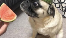 吃瓜位表情包,揭秘网络社交中的“围观”文化