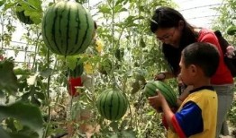 做梦树上摘瓜吃