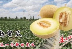 民勤蜜瓜吃瓜视频,甘甜如蜜，视觉与味蕾的双重盛宴