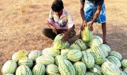 做梦树上摘瓜吃