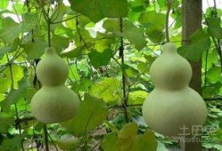 吃葫芦瓜有什么作用,养生保健的天然良药