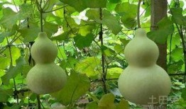 吃葫芦瓜有什么作用,养生保健的天然良药