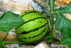临夏最近吃的瓜,品味夏日甜蜜时光