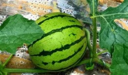 临夏最近吃的瓜,品味夏日甜蜜时光