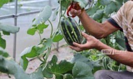 杭州哪里可以吃瓜,探寻城市中的甜蜜角落