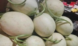 蜜玉菇瓜怎么吃