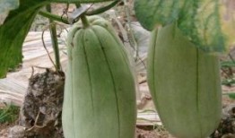 孕妇吃玻璃脆瓜