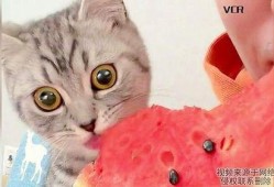 小猫可以吃瓜嘛