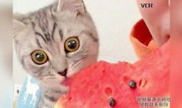 小猫可以吃瓜嘛