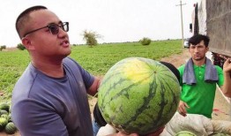 湖州吃瓜达人照片,瓜界新宠，瓜香四溢的美食探索之旅