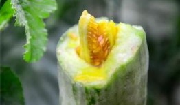 吃瓜国产网红,揭秘国产网红的吃瓜日常