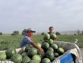 大城巴鼎吃瓜,揭秘吃瓜群众的狂欢盛宴