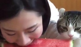 吃瓜小猫配音,揭秘娱乐圈那些事儿