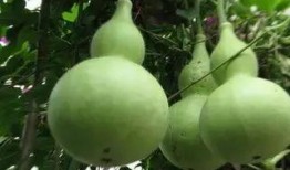 葫芦瓜怎么吃不苦