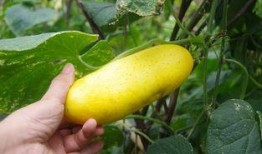 忘忧吃瓜