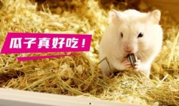 仓鼠吃瓜吃皮,瓜皮也能成为美味佳肴