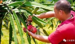 做梦树上摘瓜吃