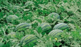 克拉吃瓜识月,揭秘星座运势与生活智慧