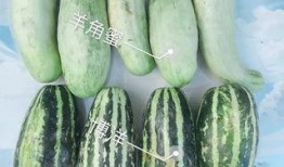 网红吃瓜官,揭秘娱乐圈幕后真相