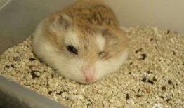 仓鼠宝宝夏天吃瓜