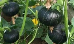 香蕉和贝贝瓜能一次吃吗,一次品尝的奇妙组合