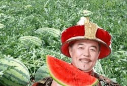 路边吃瓜哥,揭秘街头巷尾的趣味人生