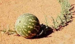 沙漠渴了吃瓜,解渴美食之旅，沙漠里的瓜果飘香