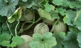 哈密瓜吃哈密瓜需要阳光吗,自然光照下的美味之旅