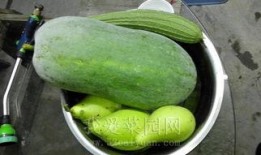 年前专业训练吃瓜,揭秘专业训练中的吃瓜趣事