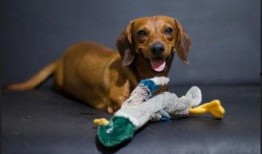 狗狗可以吃伏瓜吗怎么吃,如何安全喂食