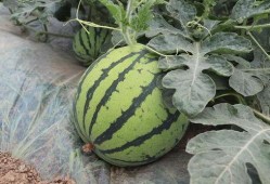 麒麟西瓜吃瓜小福品牌瓜,吃瓜小福品牌瓜，夏日清凉新选择