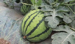 麒麟西瓜吃瓜小福品牌瓜,吃瓜小福品牌瓜，夏日清凉新选择