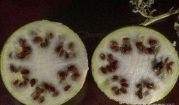 吃土瓜根散为什么会吐,吃土瓜根散引发呕吐现象的揭秘与应对