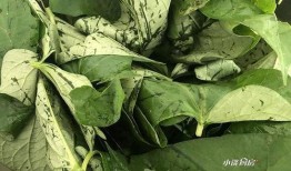 理智吃瓜树叶,揭秘树叶背后的秘密