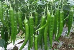 吃瓜群众不吃芹菜