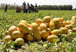 哈密瓜吃哈密瓜需要阳光吗,自然光照下的美味之旅