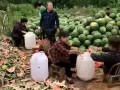 吃瓜群众的力量视频,揭秘网络视频传播背后的惊人效应