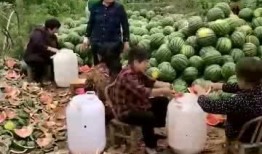 吃瓜群众的力量视频,揭秘网络视频传播背后的惊人效应