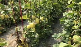 吃界首的瓜,探寻吃界首的瓜香传奇