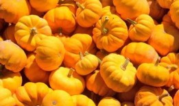 金瓜吃瓜免费在线,畅享瓜界盛宴